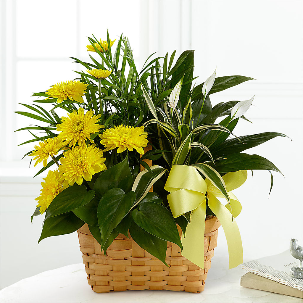 Loving Light Dishgarden – D'FLOR FLOWERS AND GIFTS SHOP INC, San Juan PR