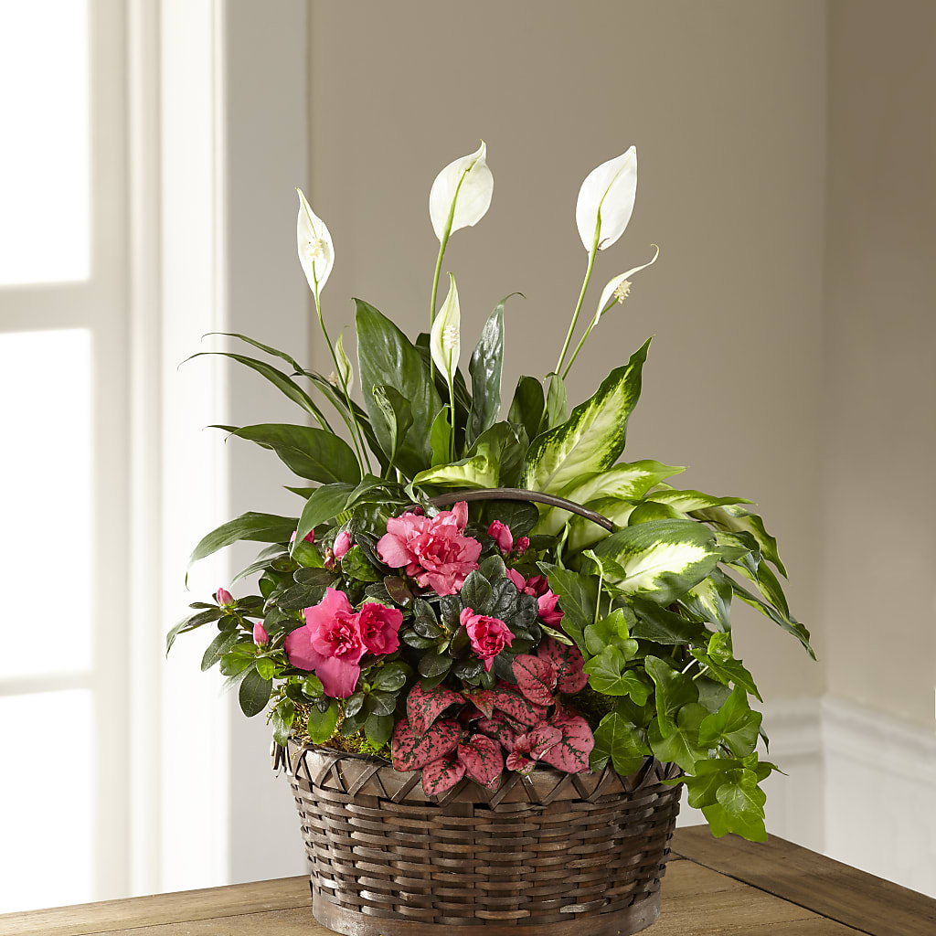 Dream in Pink Dishgarden – D'FLOR FLOWERS BOUTIQUE, San Juan PR