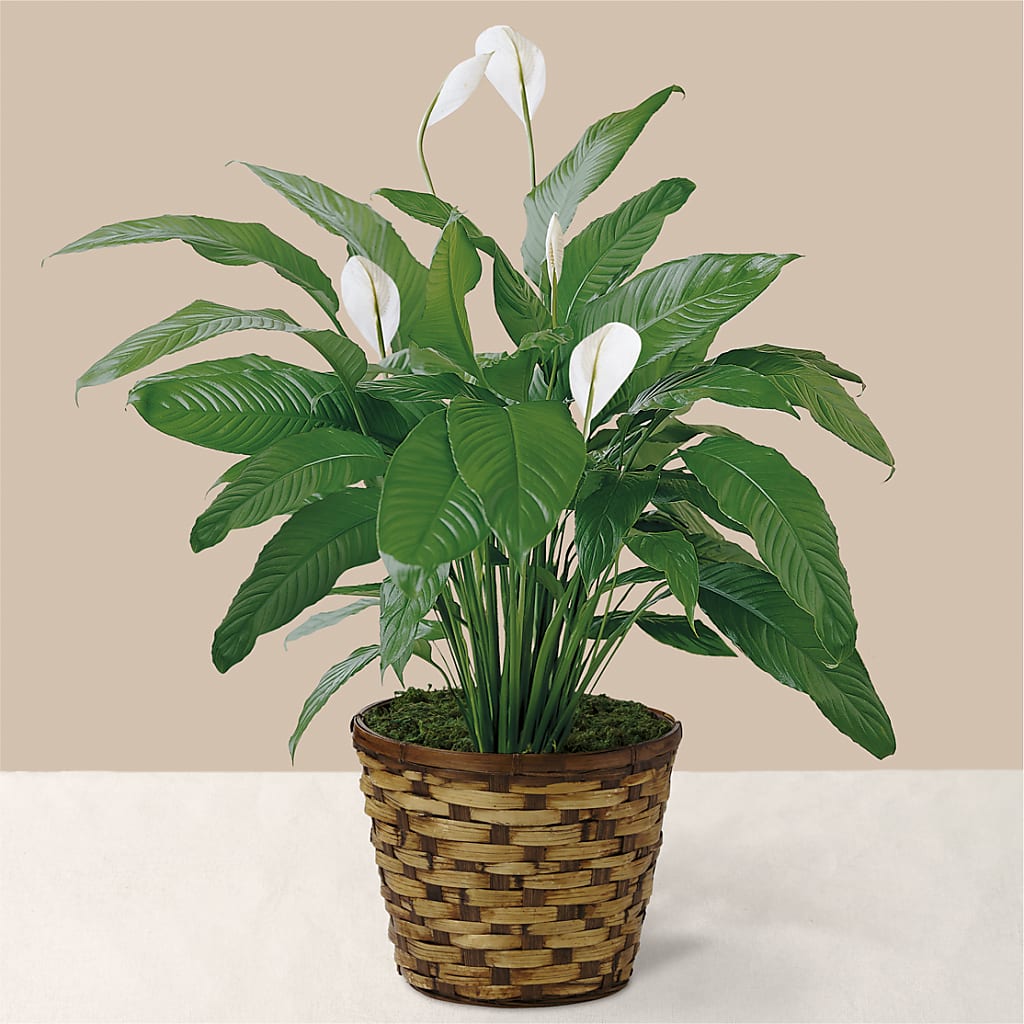 Tranquil Moments Peace Lily Plant – D'FLOR FLOWERS BOUTIQUE, San Juan PR