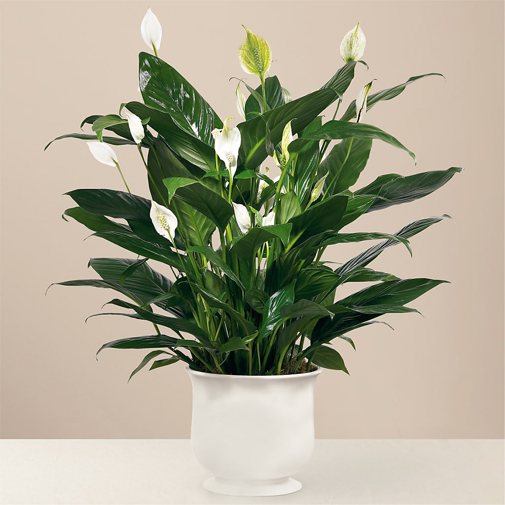 Comfort Planter – D'FLOR FLOWERS BOUTIQUE, San Juan PR