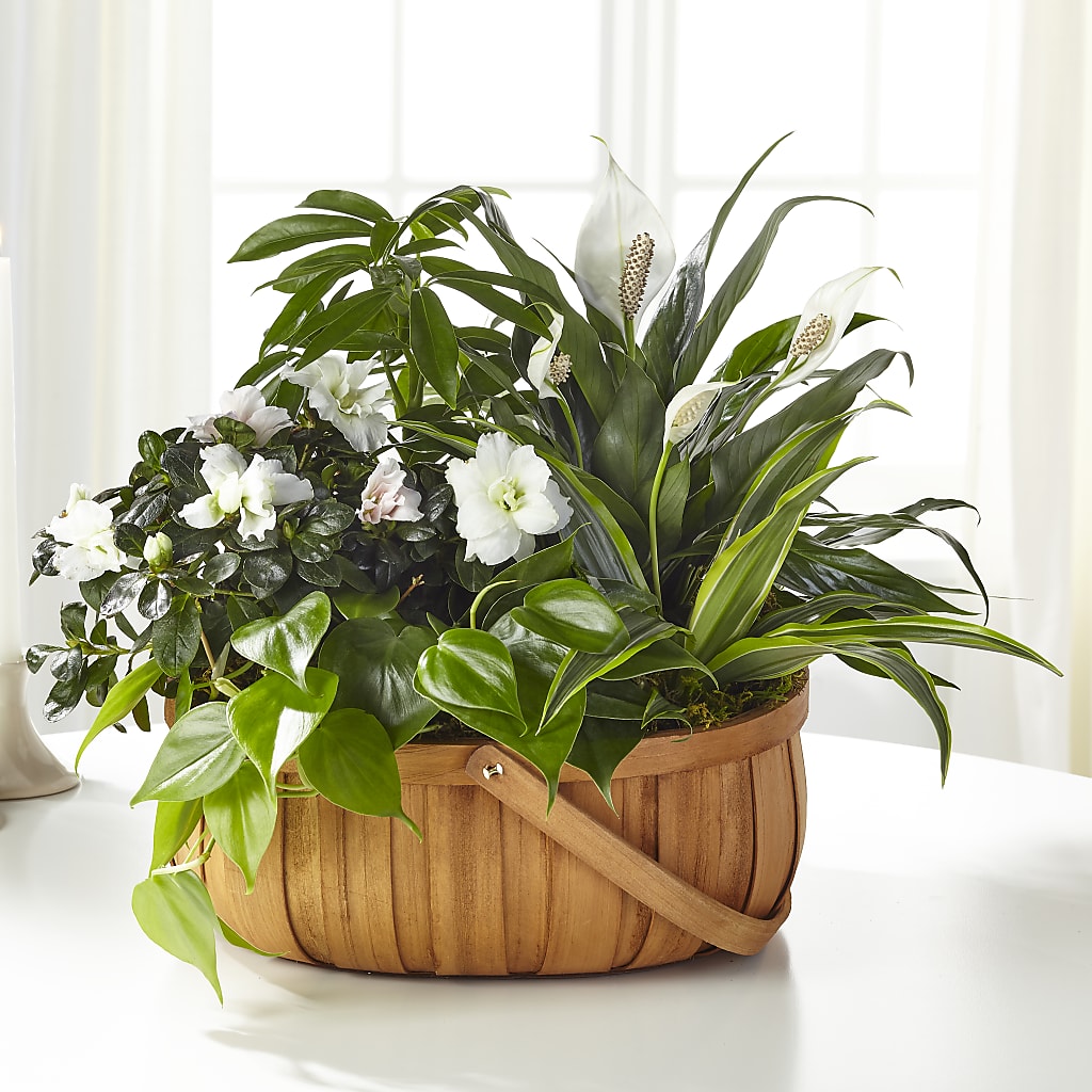 Serene Dishgarden – D'FLOR FLOWERS BOUTIQUE, San Juan PR