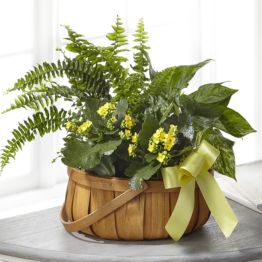 Always Dear Dishgarden – D'FLOR FLOWERS BOUTIQUE, San Juan PR