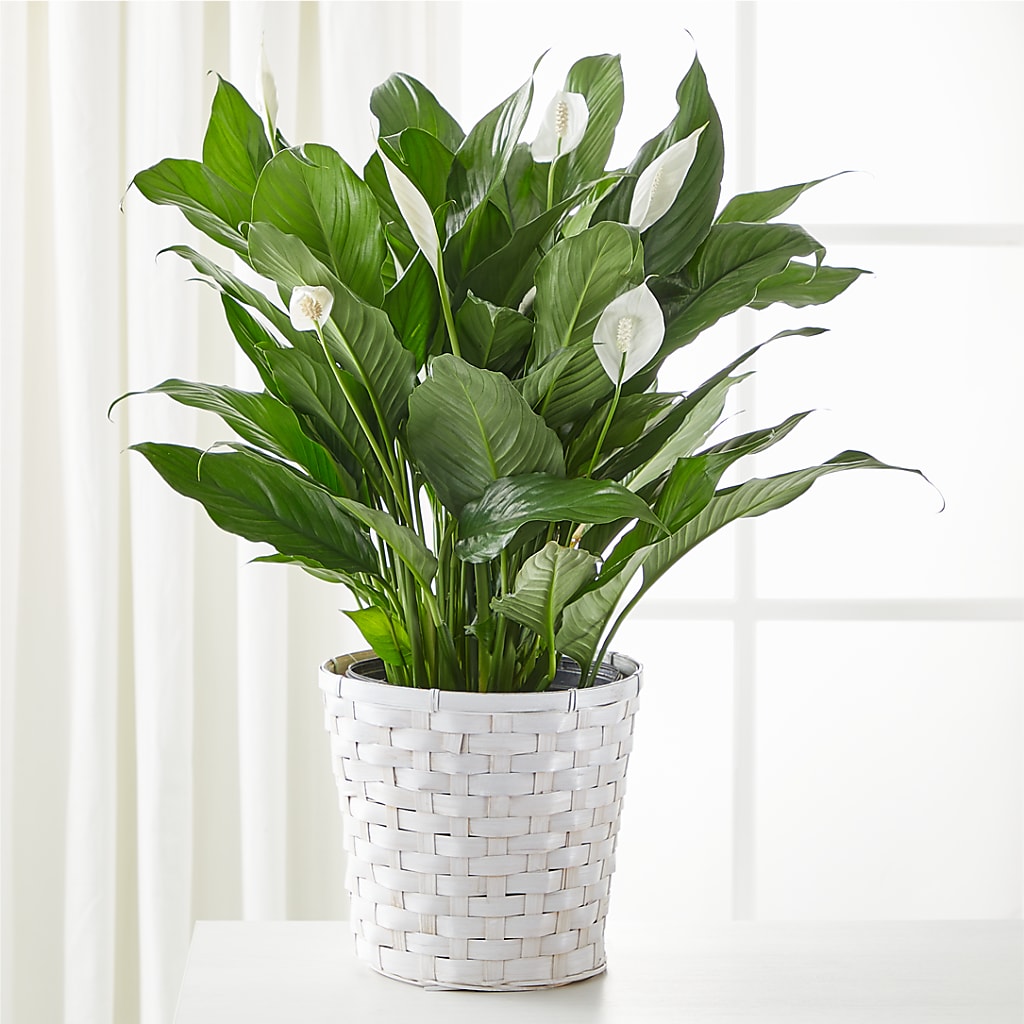A New Leaf Peace Lily – D'FLOR FLOWERS BOUTIQUE, San Juan PR