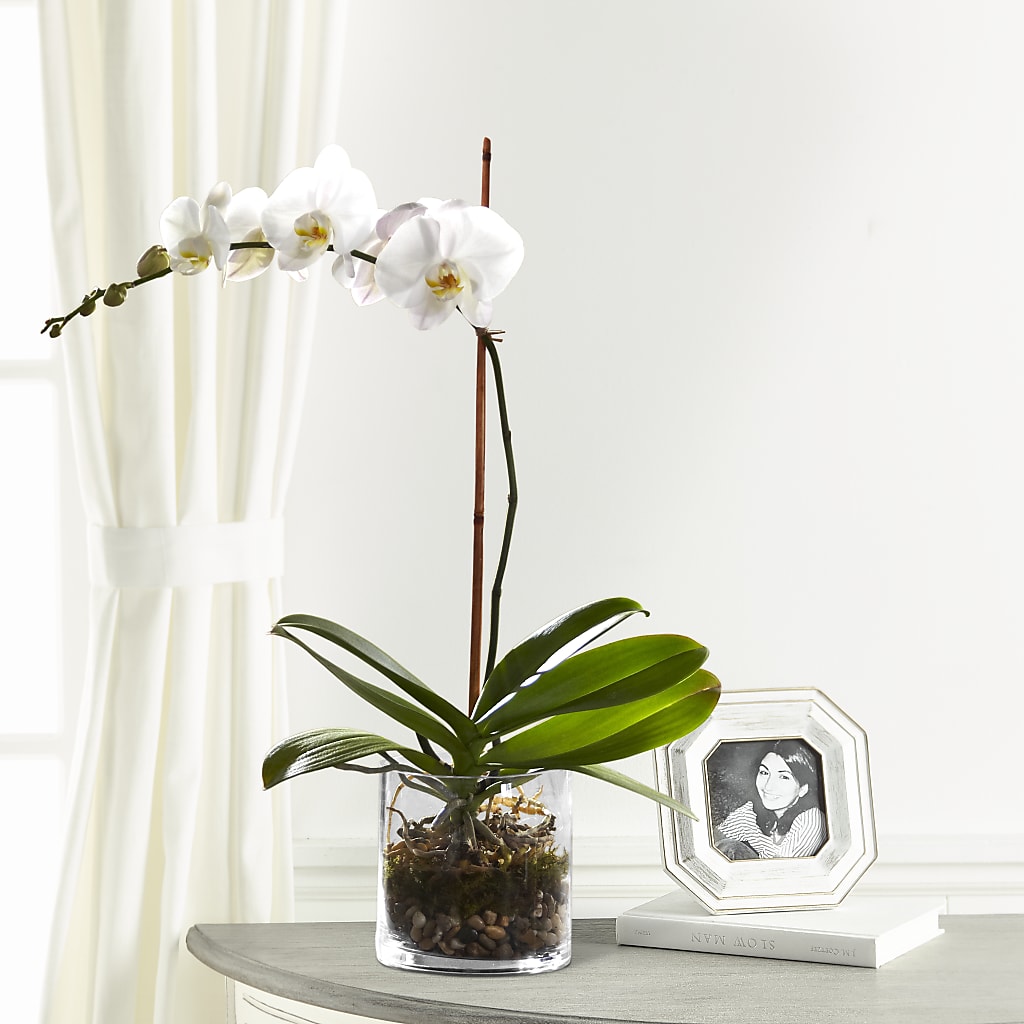 White Orchid Planter – D'FLOR FLOWERS BOUTIQUE, San Juan PR