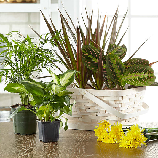Florist Designed Blooming and Green Plants in a Basket – D'FLOR FLOWERS BOUTIQUE, San Juan PR