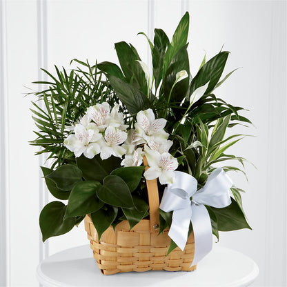 Peace & Serenity Dishgarden – D'FLOR FLOWERS BOUTIQUE, San Juan PR