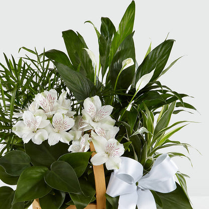 Peace & Serenity Dishgarden – D'FLOR FLOWERS AND GIFTS SHOP INC, San Juan PR