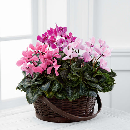 Mixed Cyclamen Planter – D'FLOR FLOWERS BOUTIQUE, San Juan PR