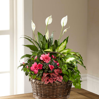Dream in Pink Dishgarden – D'FLOR FLOWERS BOUTIQUE, San Juan PR