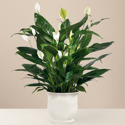 Comfort Planter – D'FLOR FLOWERS BOUTIQUE, San Juan PR