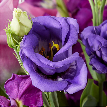 Twilight Glow Bouquet – D'FLOR FLOWERS AND GIFTS SHOP INC, San Juan PR