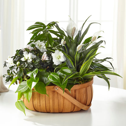 Serene Dishgarden – D'FLOR FLOWERS BOUTIQUE, San Juan PR