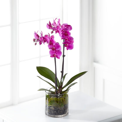 Pink Orchid Plant – D'FLOR FLOWERS BOUTIQUE, San Juan PR