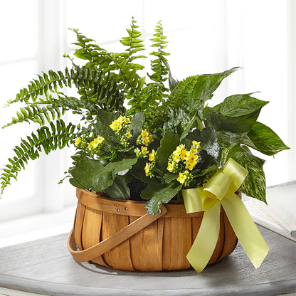 Always Dear Dishgarden – D'FLOR FLOWERS BOUTIQUE, San Juan PR