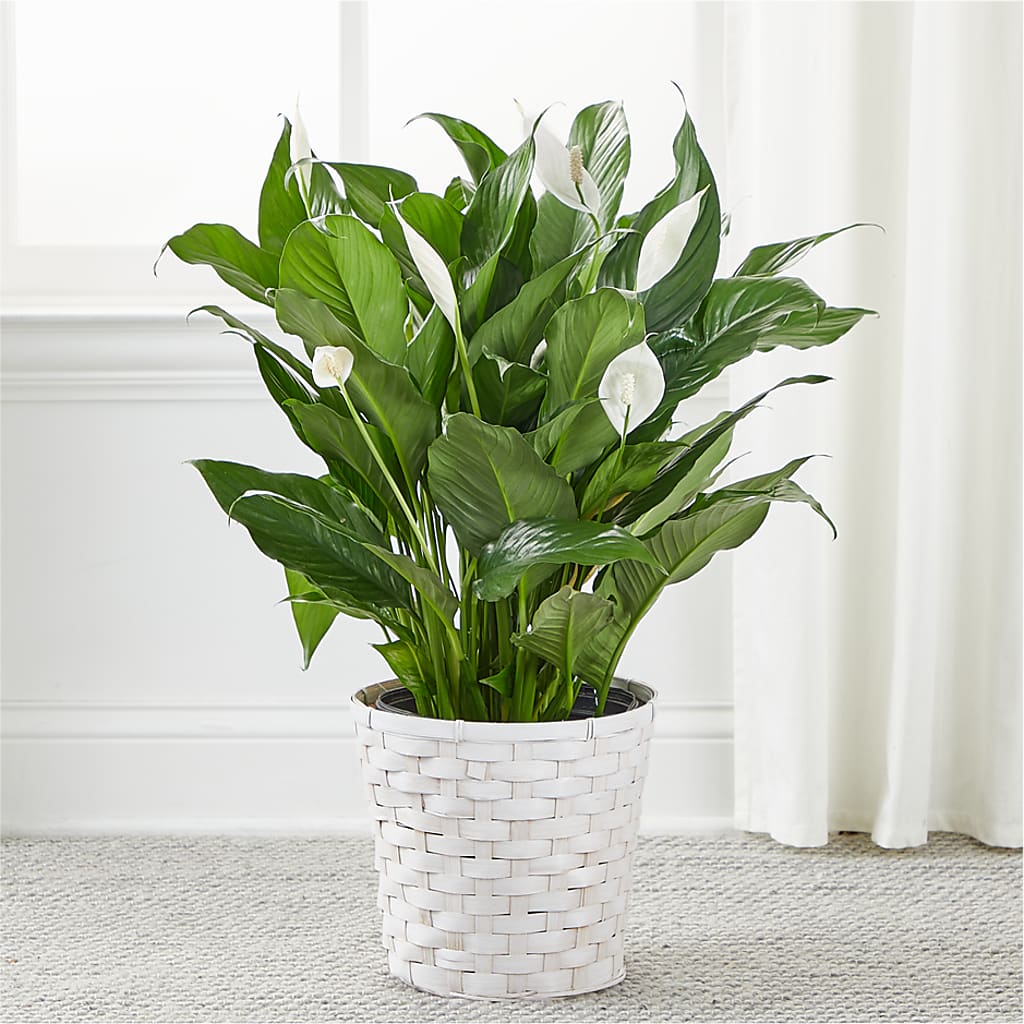 A New Leaf Peace Lily – D'FLOR FLOWERS AND GIFTS SHOP INC, San Juan PR