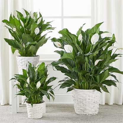 A New Leaf Peace Lily – D'FLOR FLOWERS AND GIFTS SHOP INC, San Juan PR