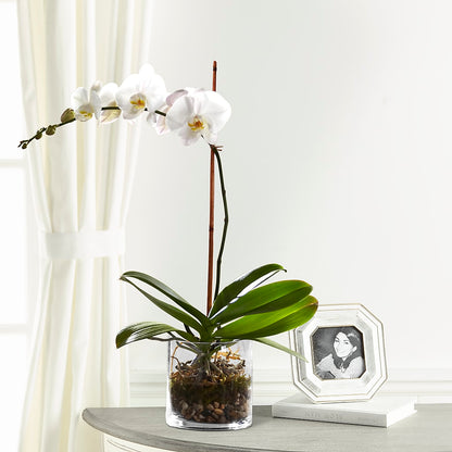White Orchid Planter – D'FLOR FLOWERS BOUTIQUE, San Juan PR